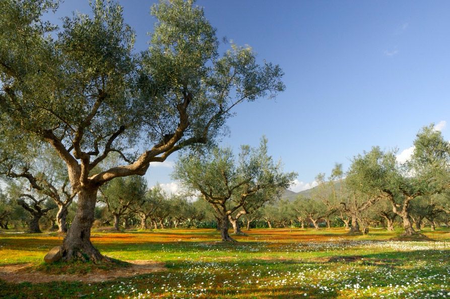 ARTOLIO, el proyecto de la UE para apoyar al pequeño productor de aceite en el área del Mediterráneo