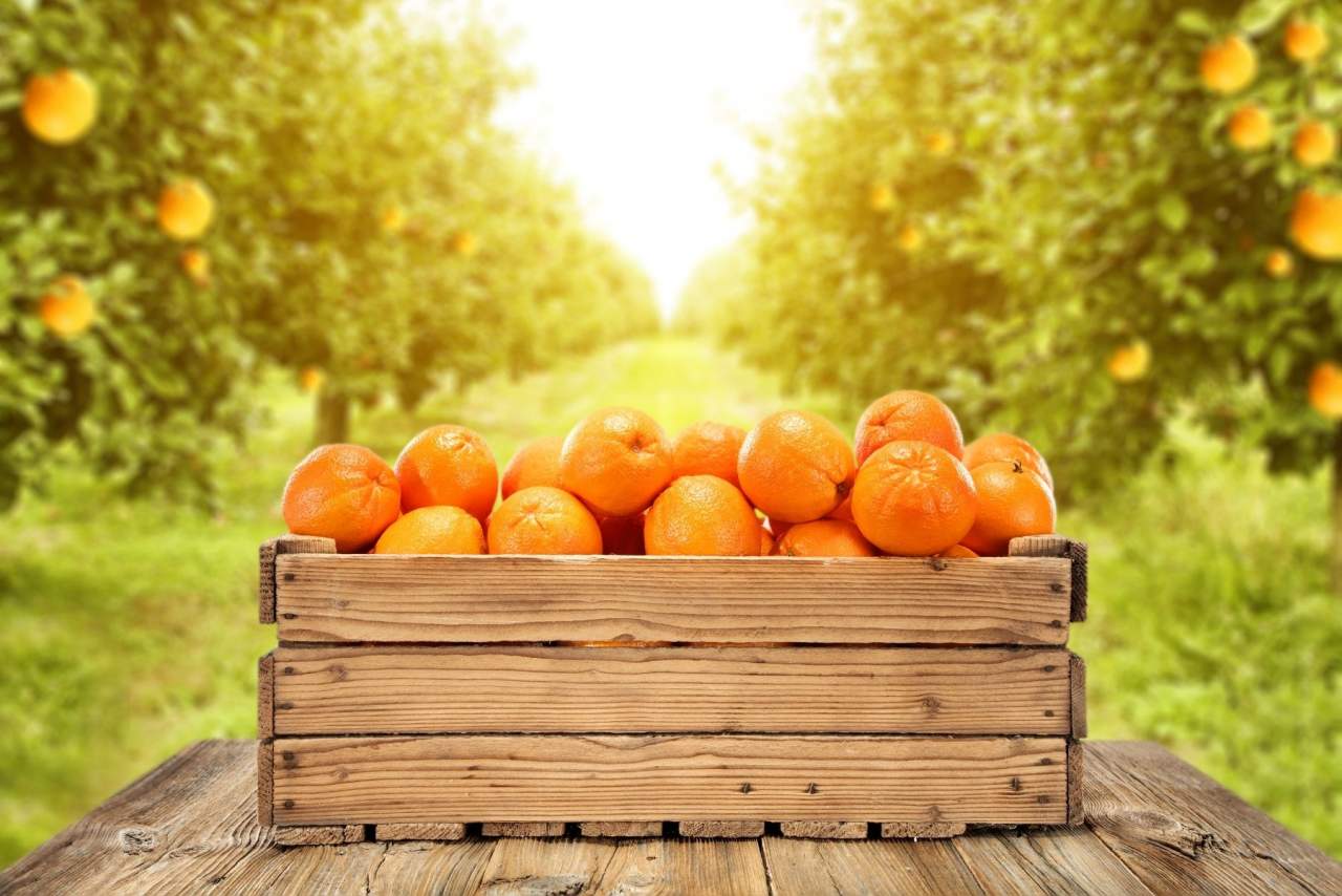 HortdePepe: Comprar naranjas online de Valencia