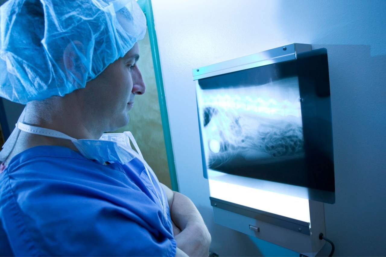 PetClinic, el software veterinario que optimiza la gestión de datos