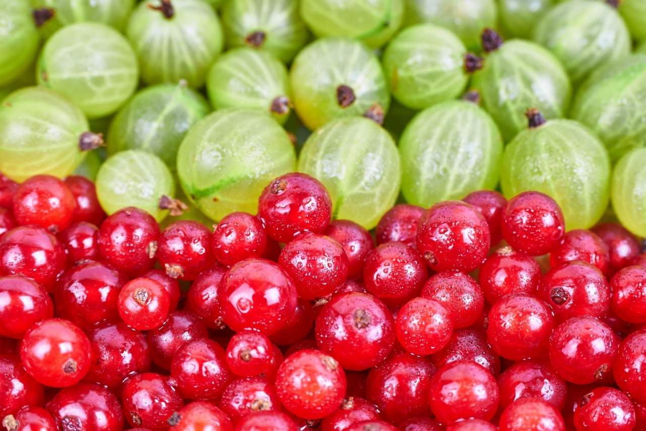 Los beneficios de comprar fruta ecológica online en EcoSarga