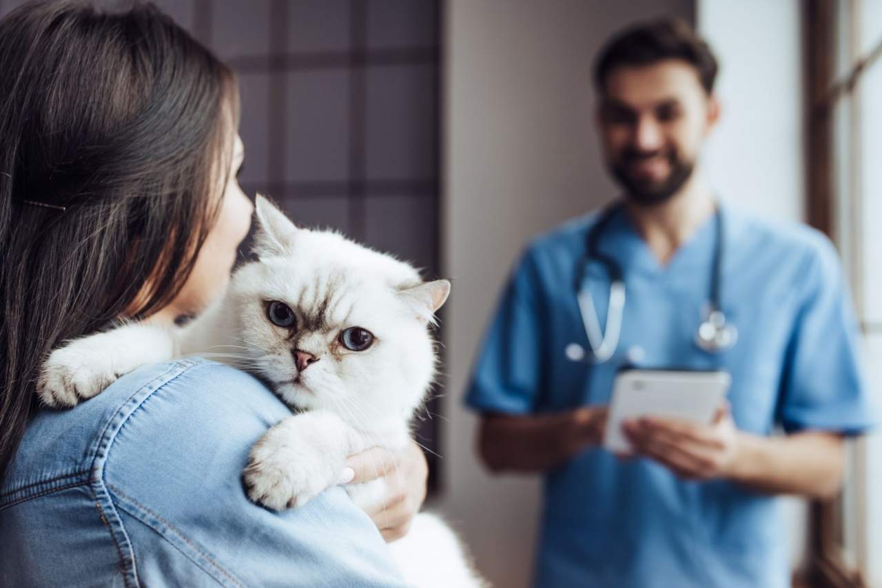 ¿Cómo ayuda el Software veterinario en el día a día de las clínicas? La experiencia de opciones como Petclinic