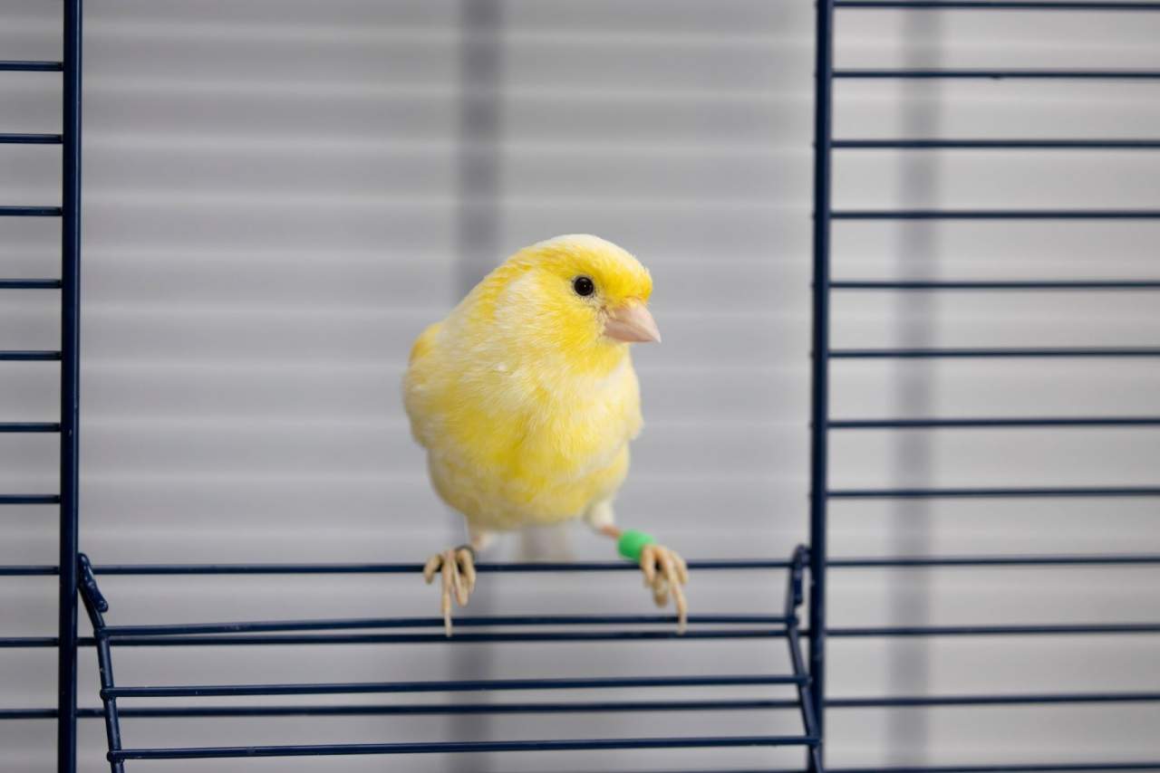 Jaulanimal: Escoger una jaula para la mascota de manera eficiente