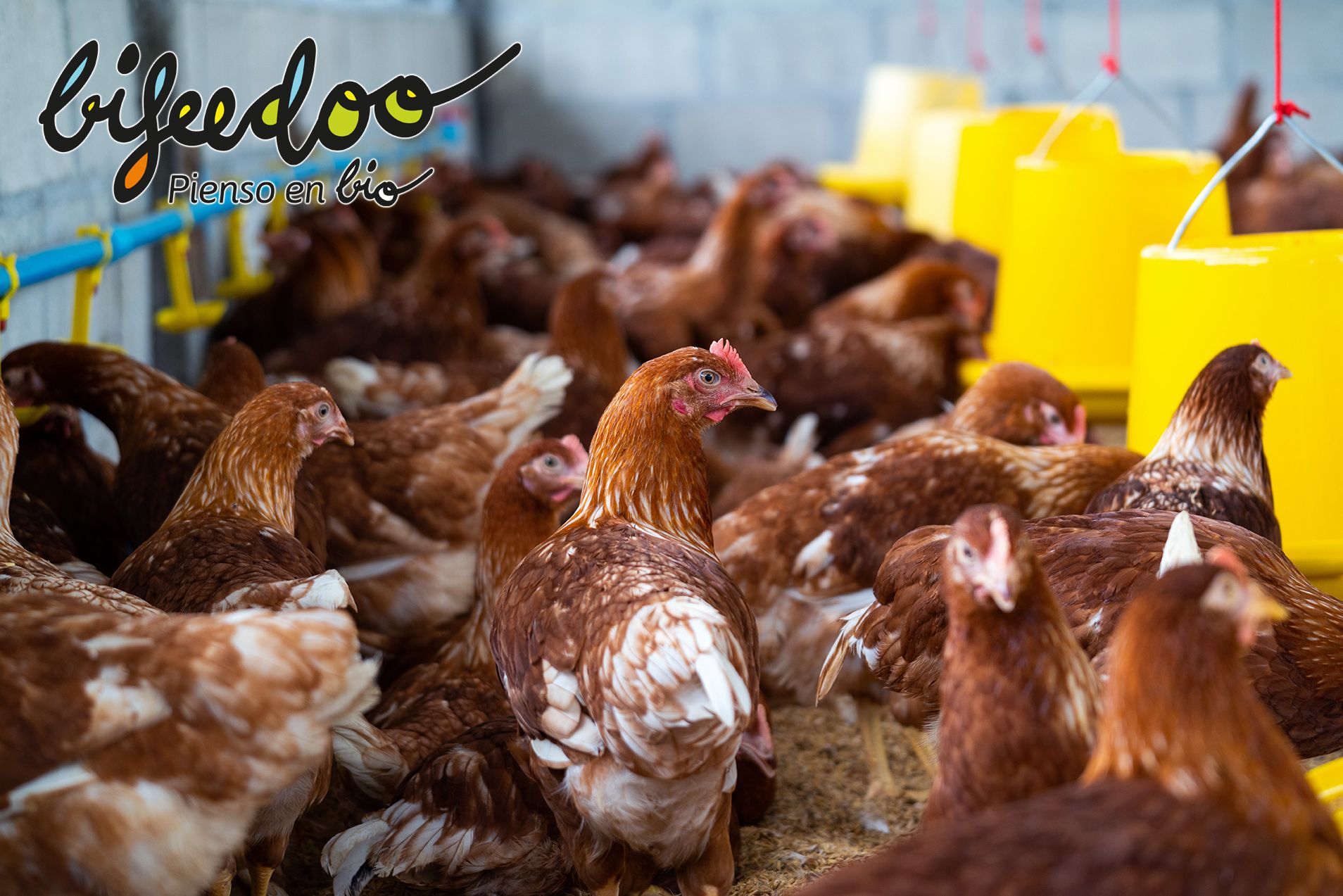 Según Bifeedoo, el pienso ecológico es lo natural para los animales