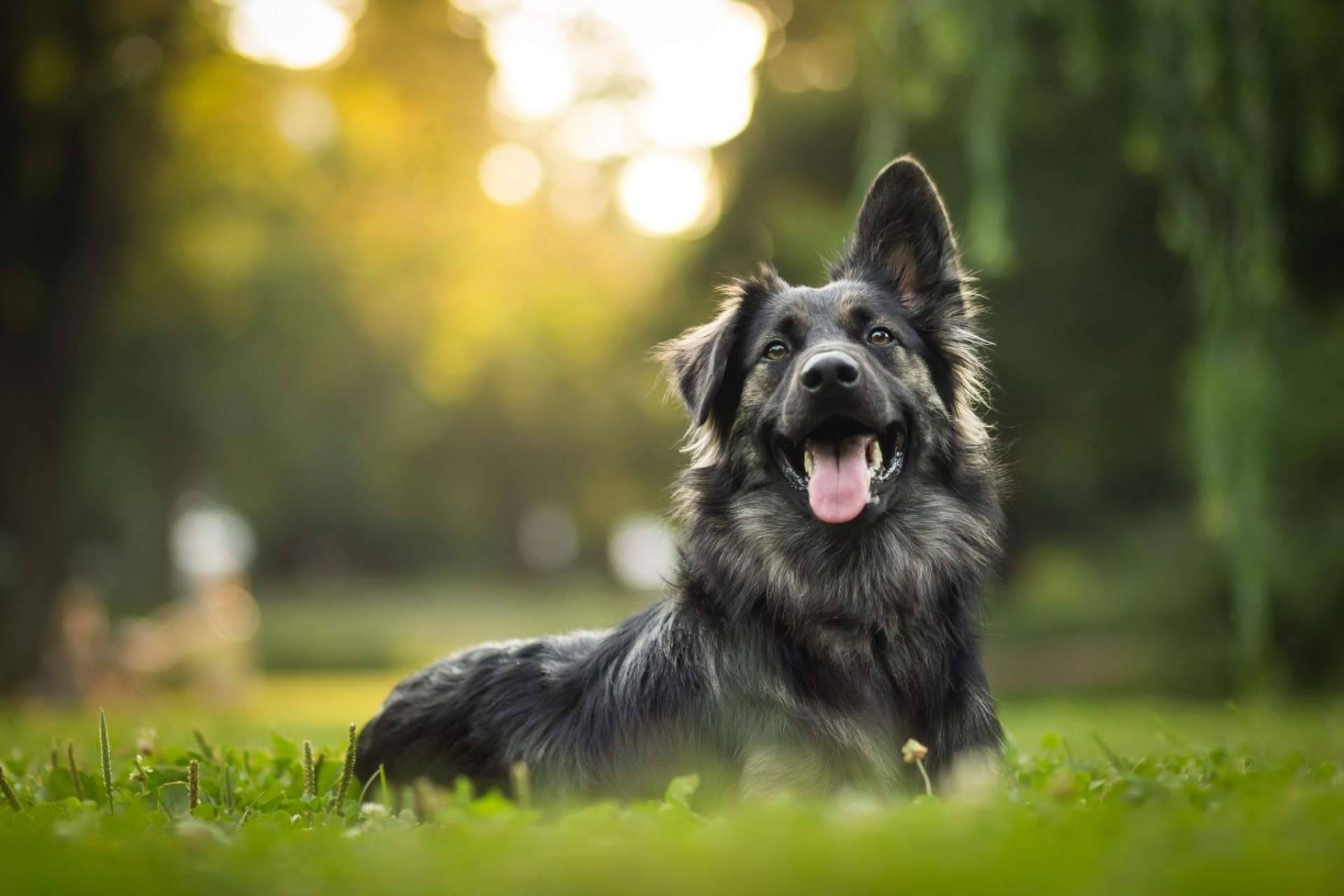 La ozonoterapia en animales es eficaz para el tratamiento de ciertas patologías según los profesionales de la clínica veterinaria El Estrecho