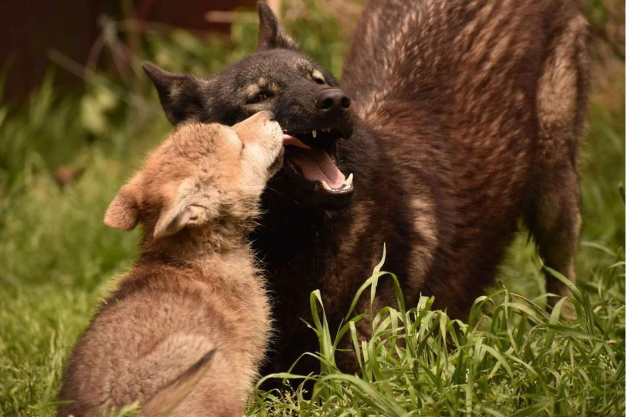 Wolves Legacy es valorado actualmente como uno de los piensos para perros más populares del mercado