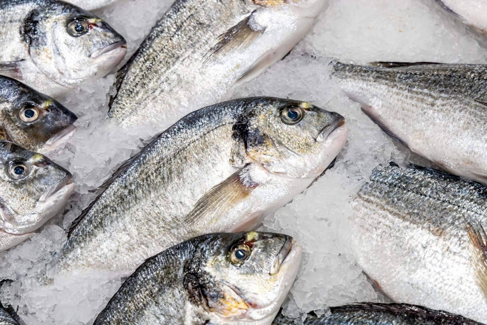 El símbolo del pescado y marisco fresco de calidad: comprarpescadoonline.es