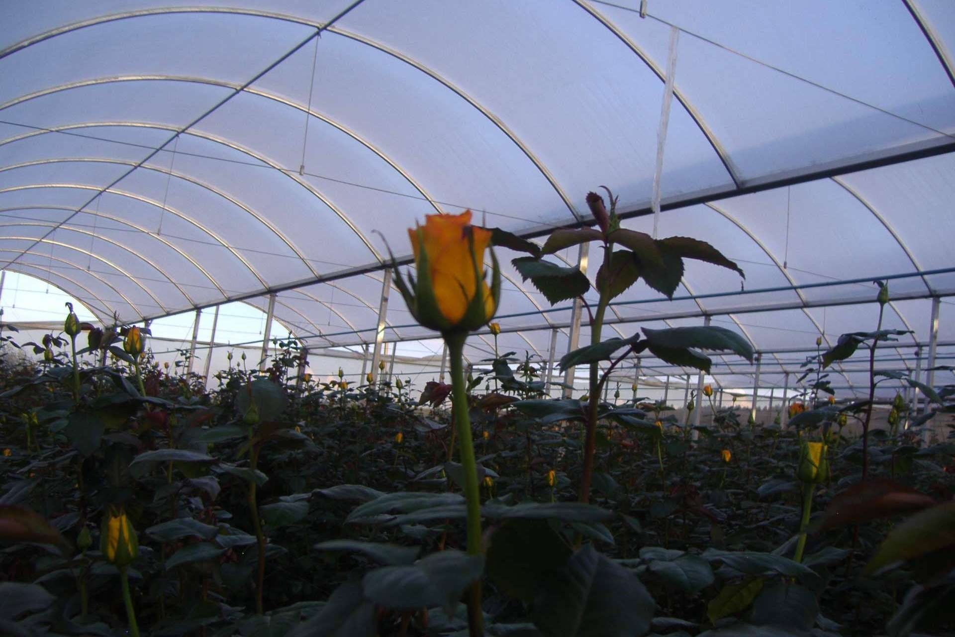Agralia apuesta por la rentabilidad de la protección de cultivos con la tecnología AGRICOVER