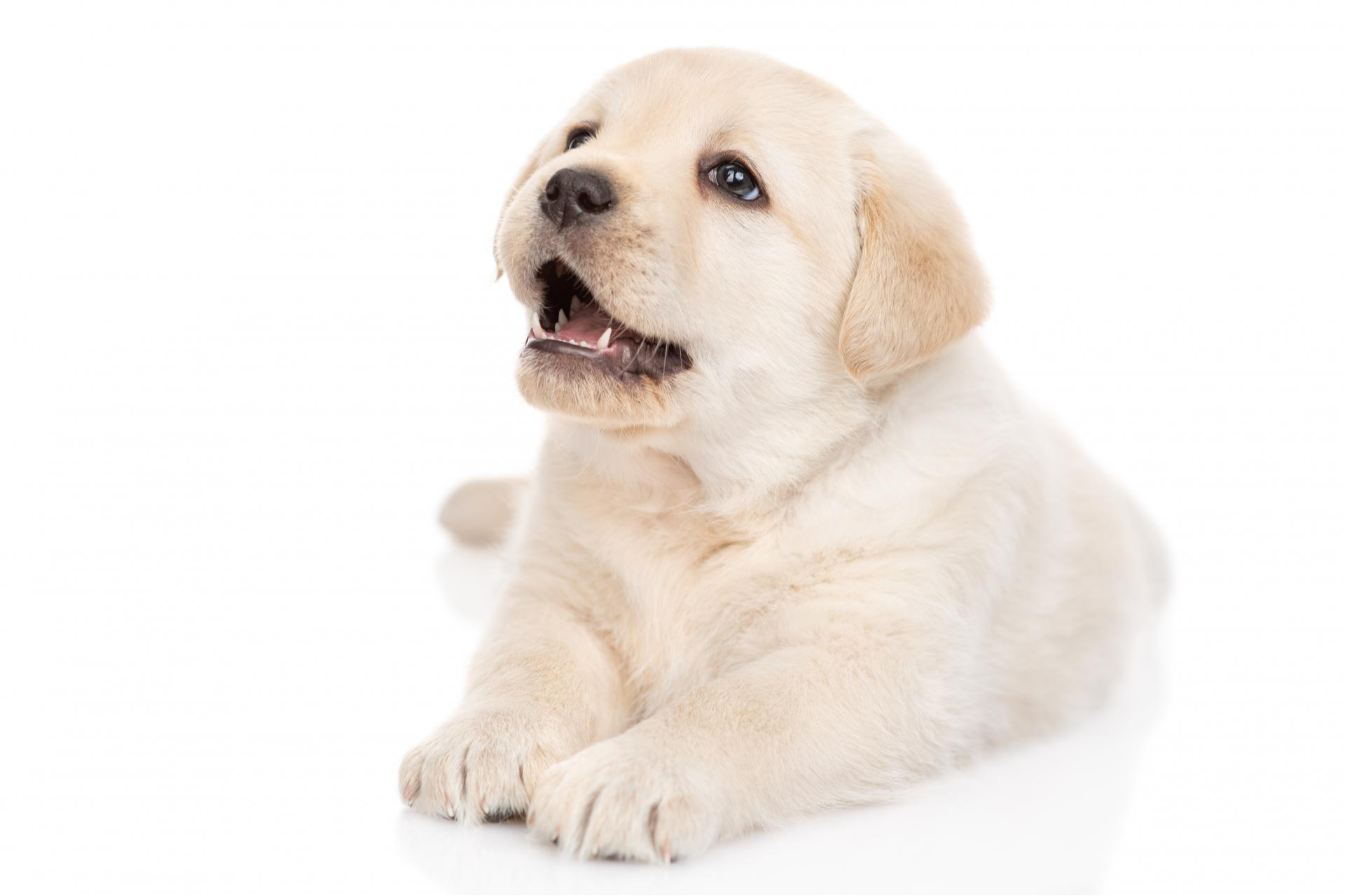 Tienda Cachorro: el bienestar de los cachorros en Madrid