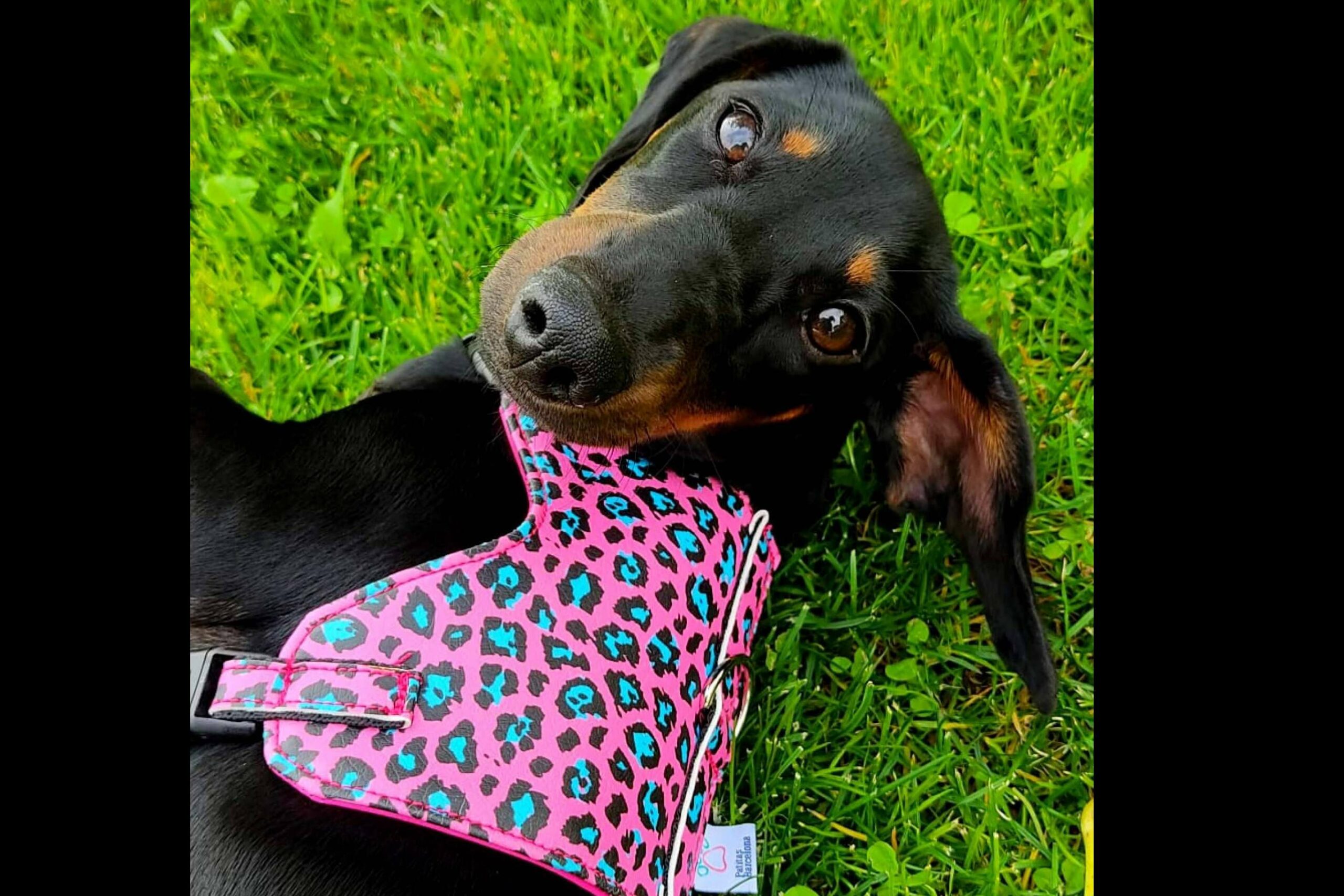 Hacer deporte con la mascota es sencillo con la correa doble multi-posición de Patitas Barcelona