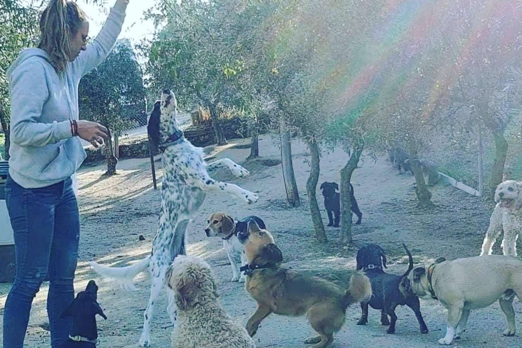 La guardería de día de PERROBUENO, una gran alternativa para que los mejores amigos del hombre no se queden solos en casa todo el día