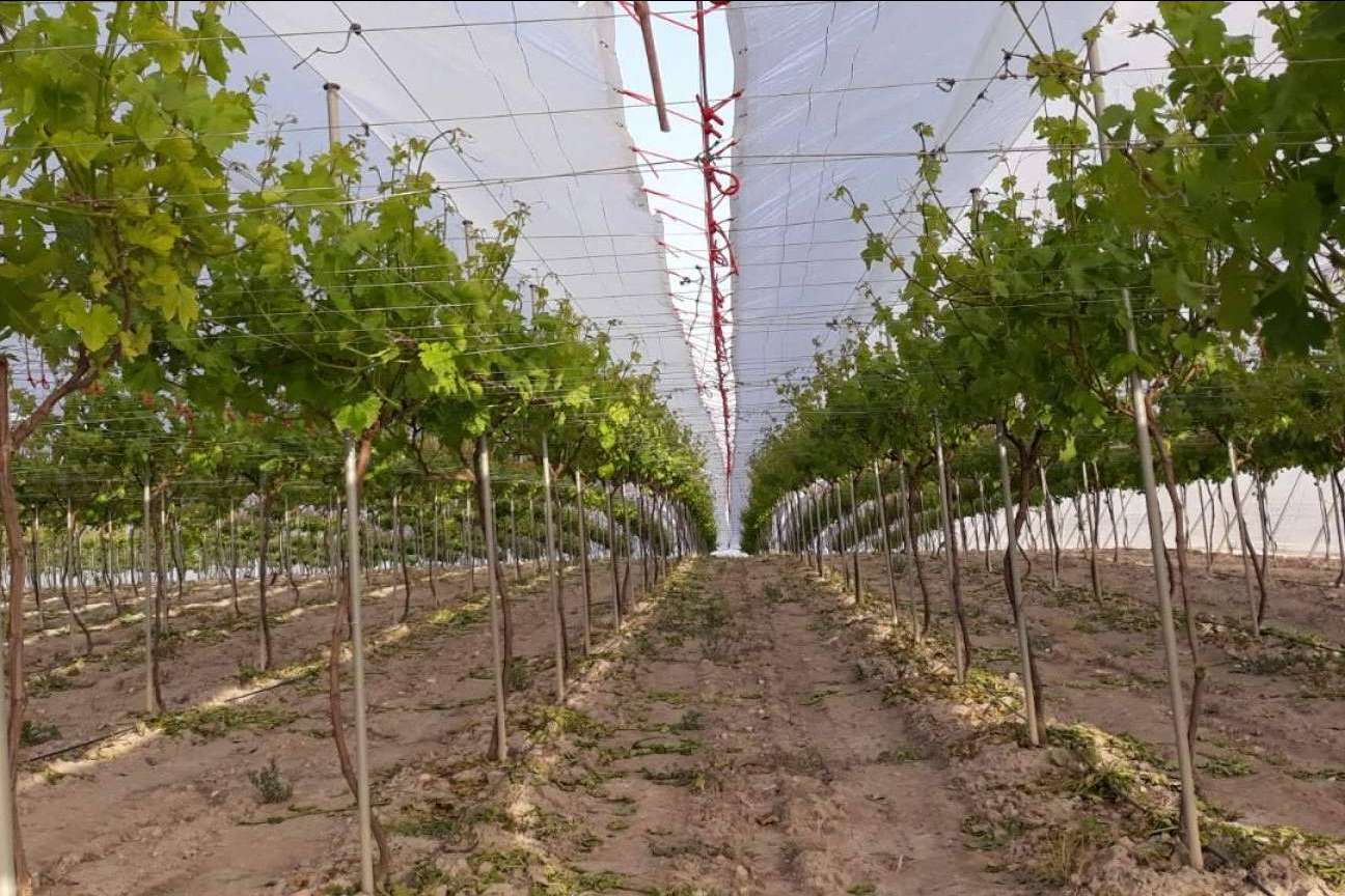 AGRICOVER, el nuevo paquete tecnológico de AGRALIA