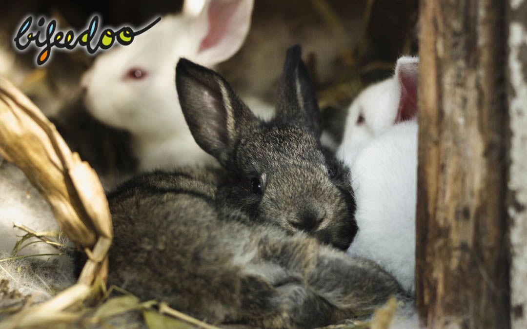 Pienso ecológico para conejos, ventajas de pasarse a la alimentación más sostenible según Bifeedoo