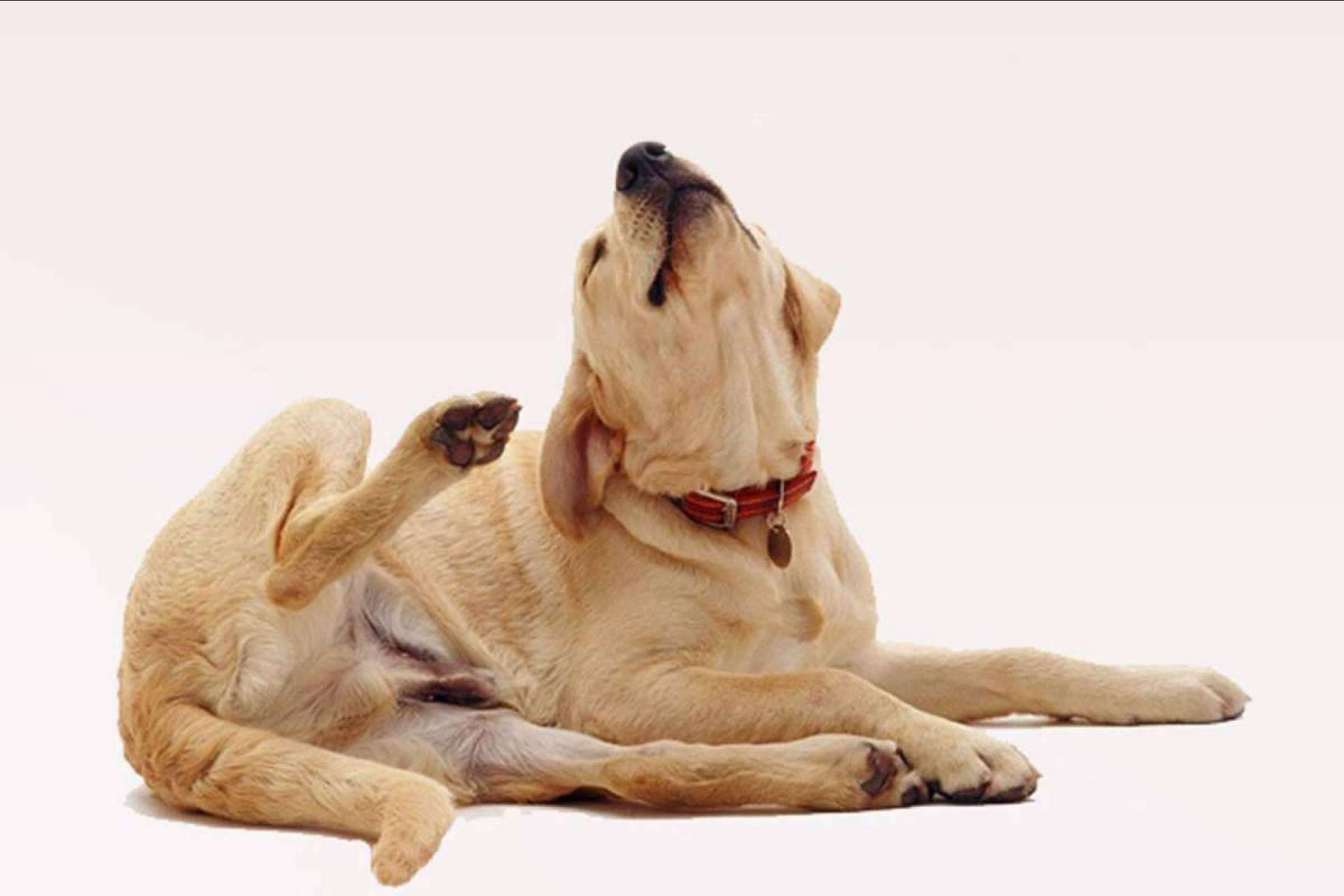 ¿En qué consiste el pienso hipoalergénico para perros?