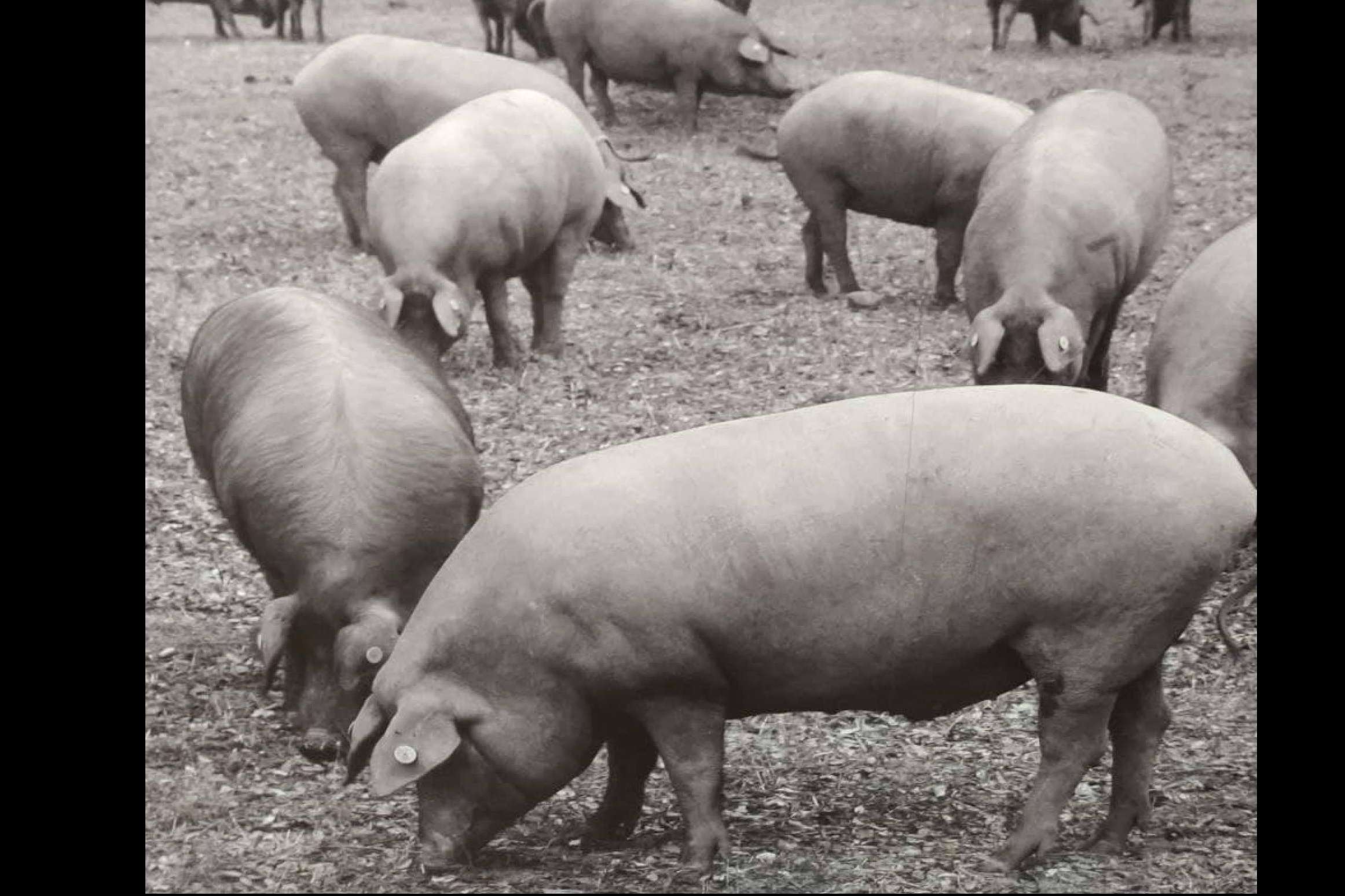La Abadía Ibéricos, expertos en jamón ibérico de calidad