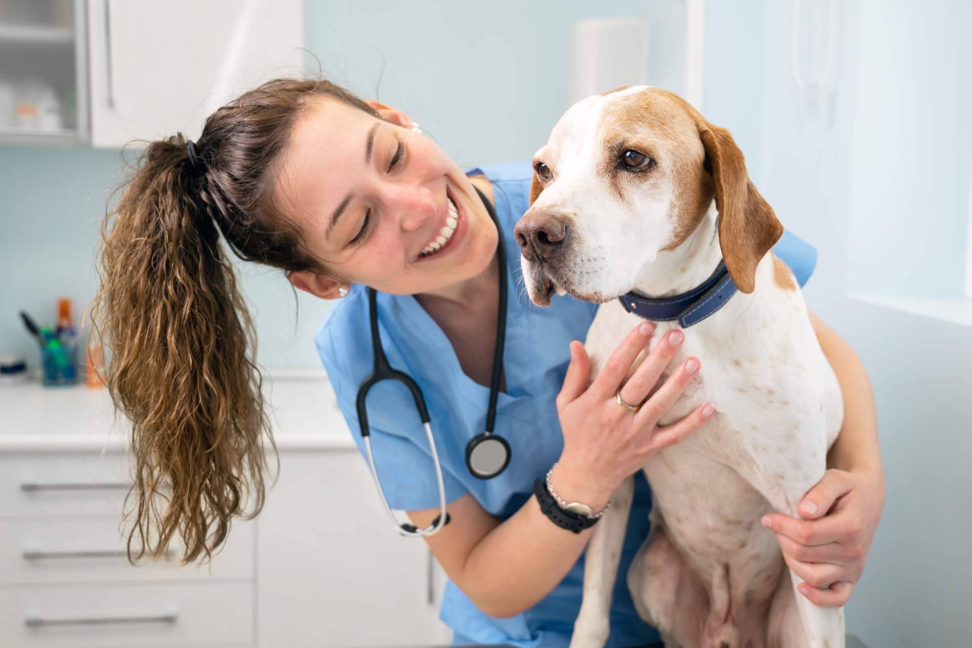 El innovador servicio de veterinario con 1 Click Vet a domicilio las 24 horas del día