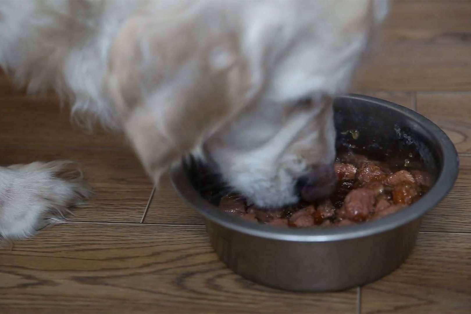 Dietas BARF para perros, todo lo que hay que saber
