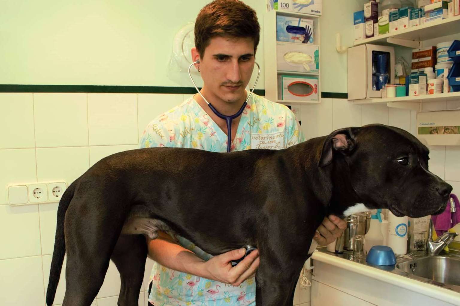 Zalavet, la clínica veterinaria en Burlada con un amplio catálogo de productos disponibles en su tienda de mascotas online