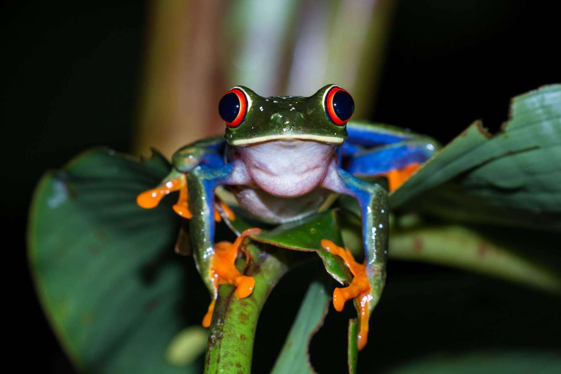 Tener un reptil como mascota, ¿es fácil tener un terrario en casa?