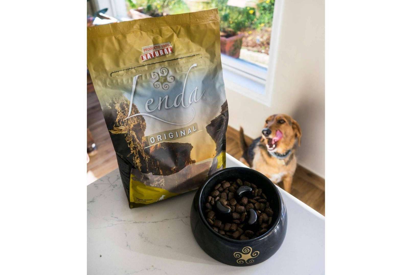 Consejos que pueden ayudar a que los perros coman pienso, de la mano de Lenda