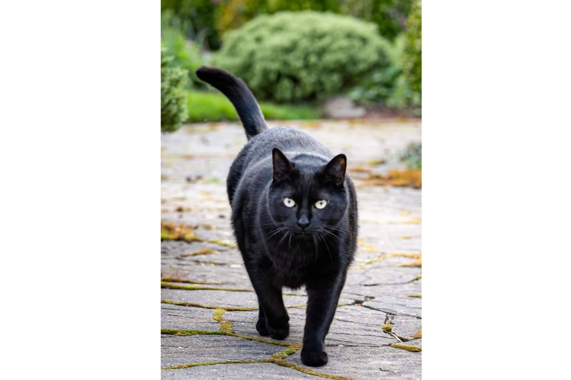 ¿Por qué los gatos negros sufren el mayor índice de rechazo a la hora de ser adoptados?