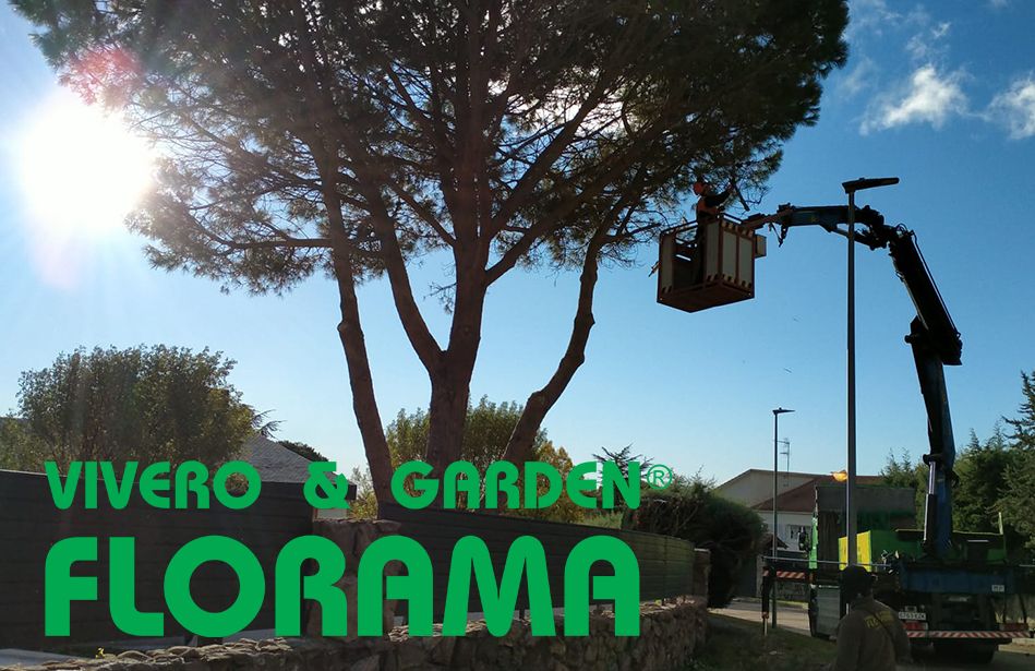 ¿Cuándo podar los árboles y arbustos que florecen en primavera? Por PODAS FLORAMA