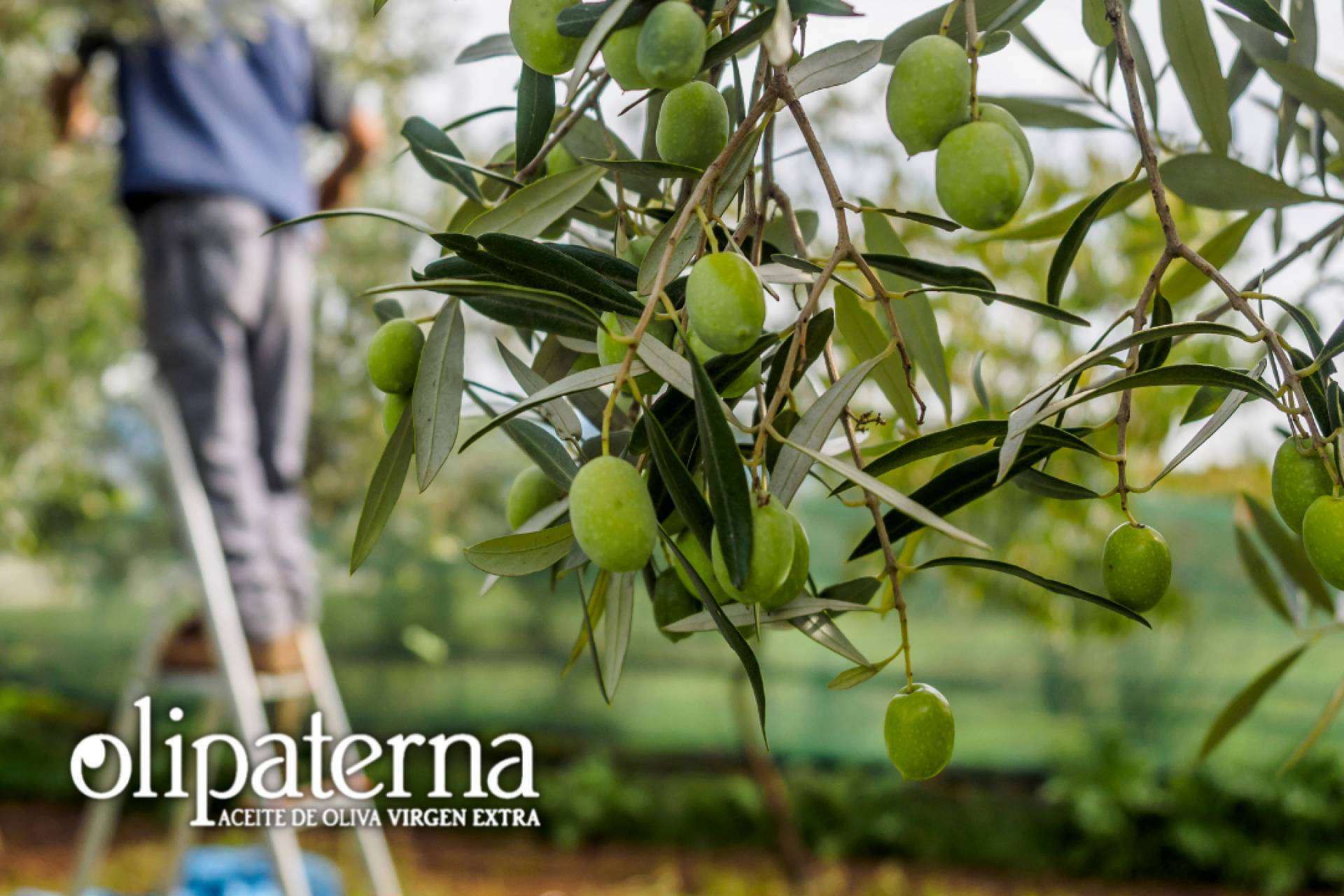 La participación de Olipaterna, empresa que elabora y comercializa AOVE, en la Feria Internacional Abanca Semana Verde