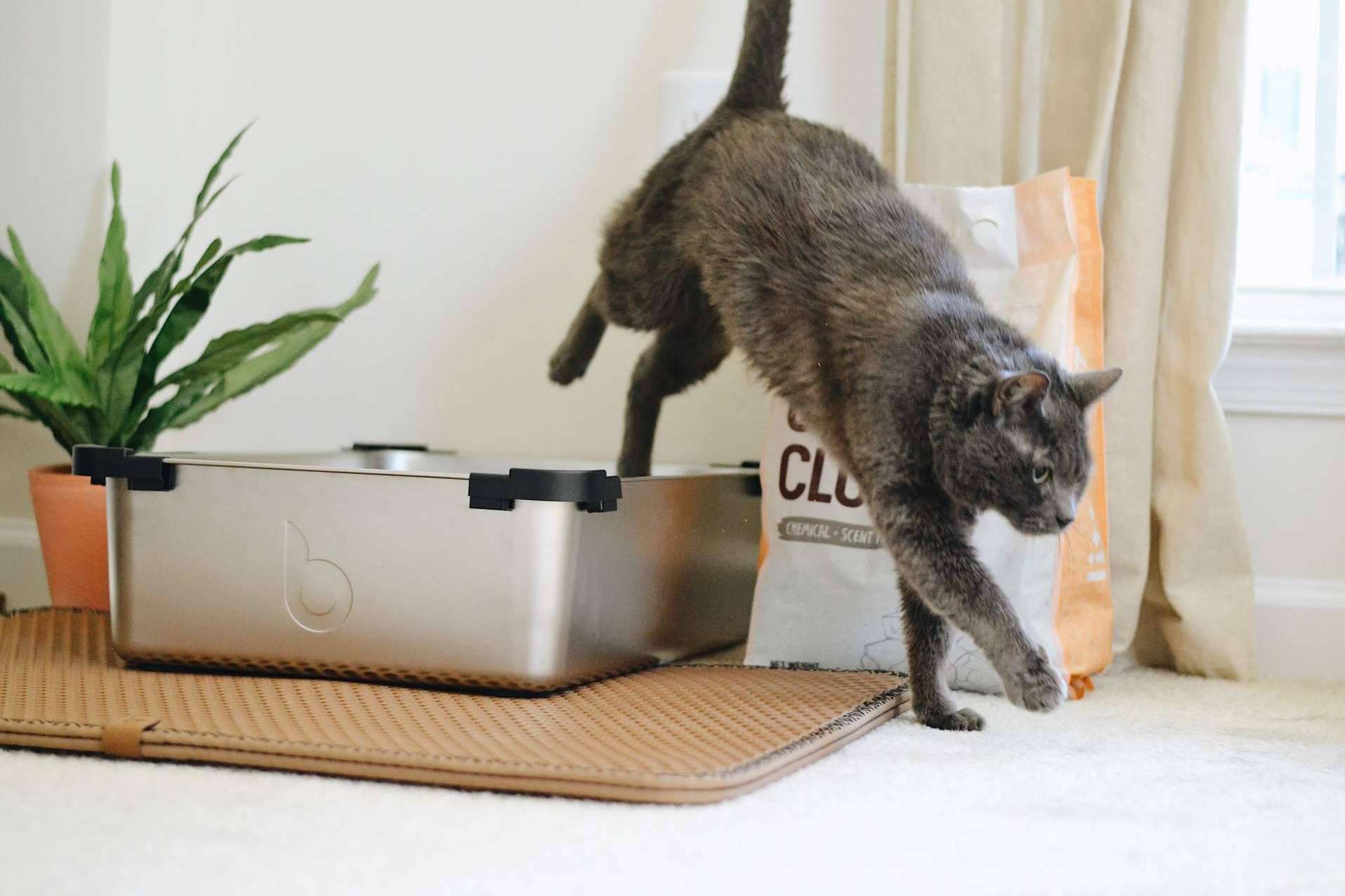 Los diferentes tipos de arena para gatos, por Miminino