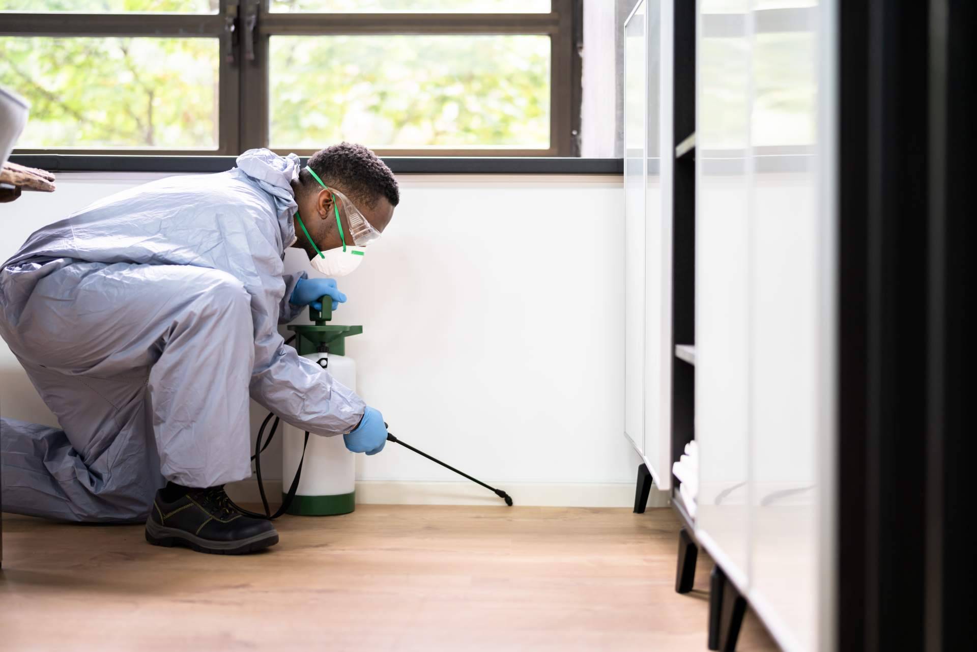¿Por qué es importante la fumigación de cucarachas y la eliminación de hormigas?