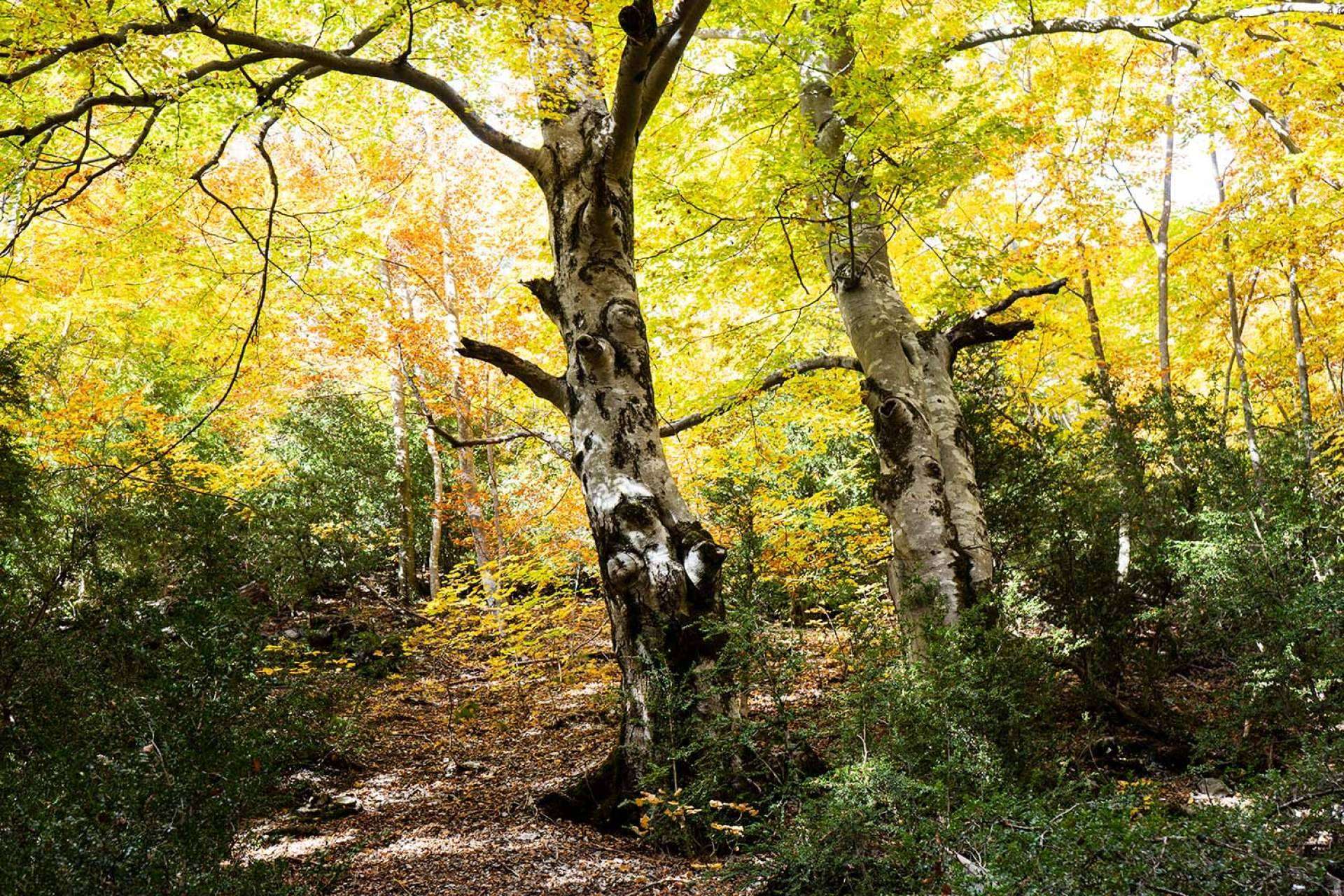 Otoño en el Camping Repòs del Pedraforca
