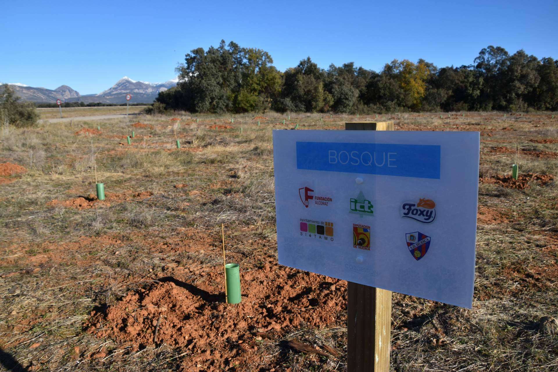 Beneficios que aportan los planes de RSC medioambientales, la plantación de árboles y apadrinamiento de bosques
