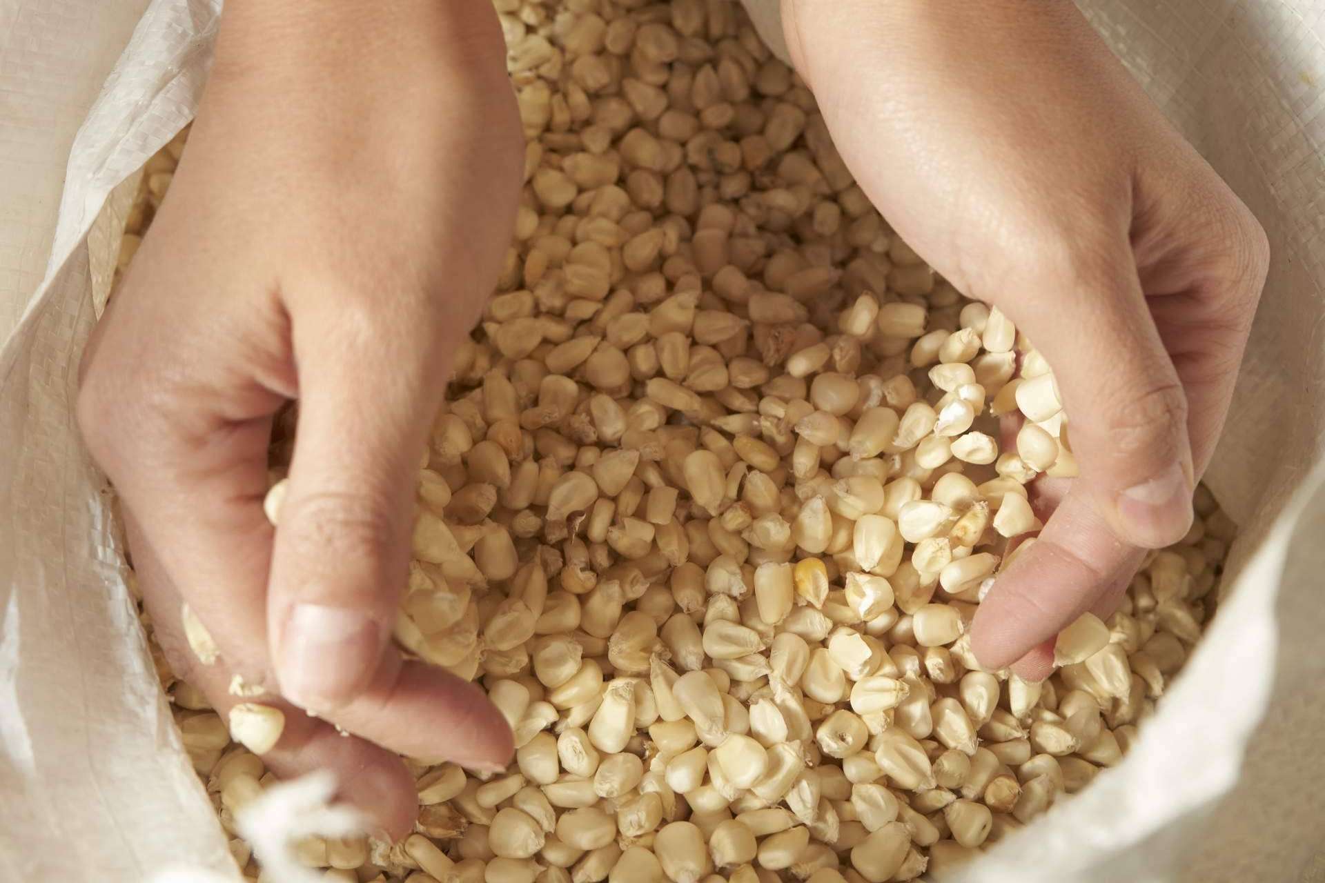 Un taller de productos mexicanos que fabrica tortillas de maíz de la mano de Maíz Maya