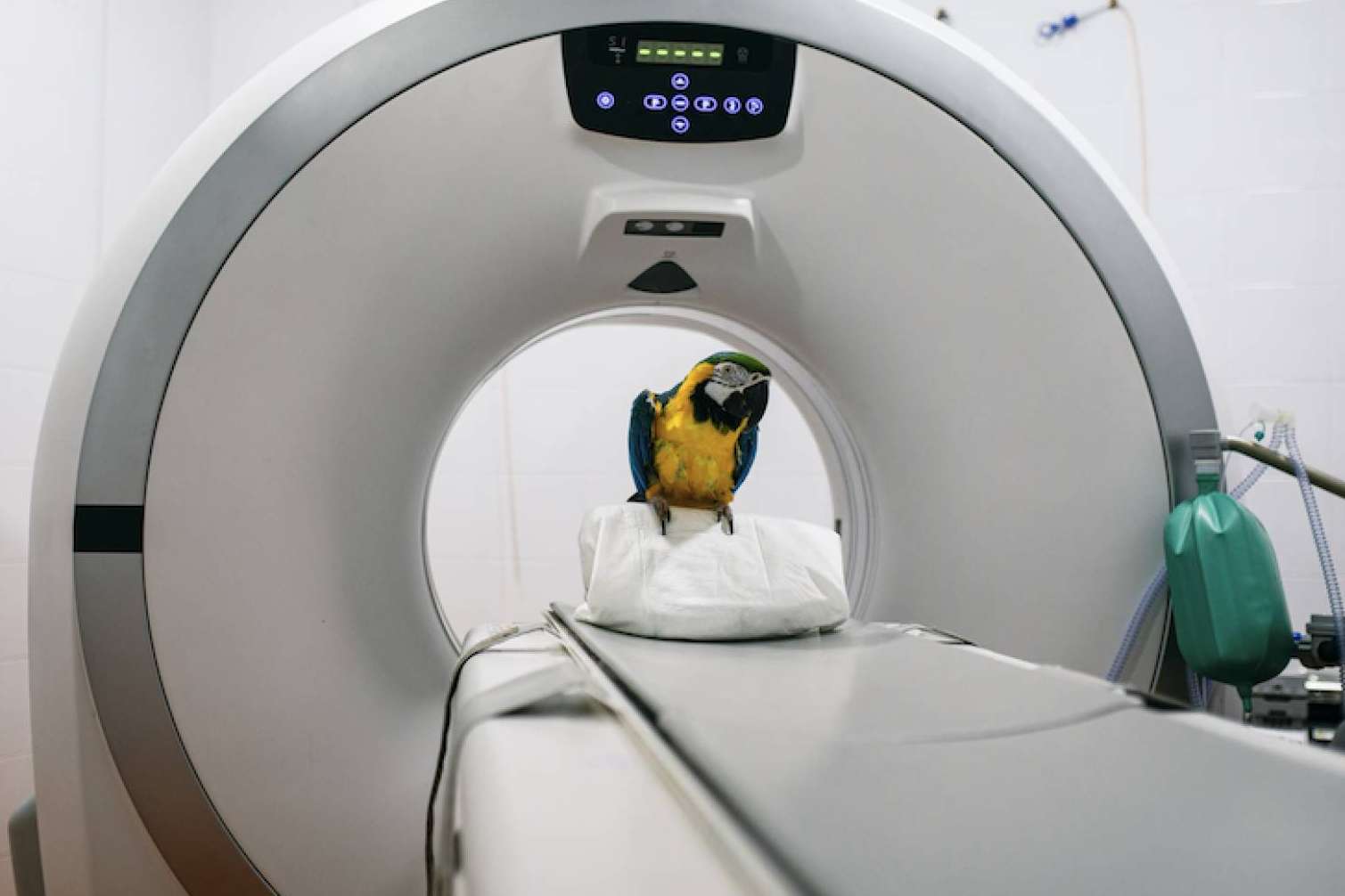 El Hospital Veterinario Privet y su servicio de radiodiagnóstico