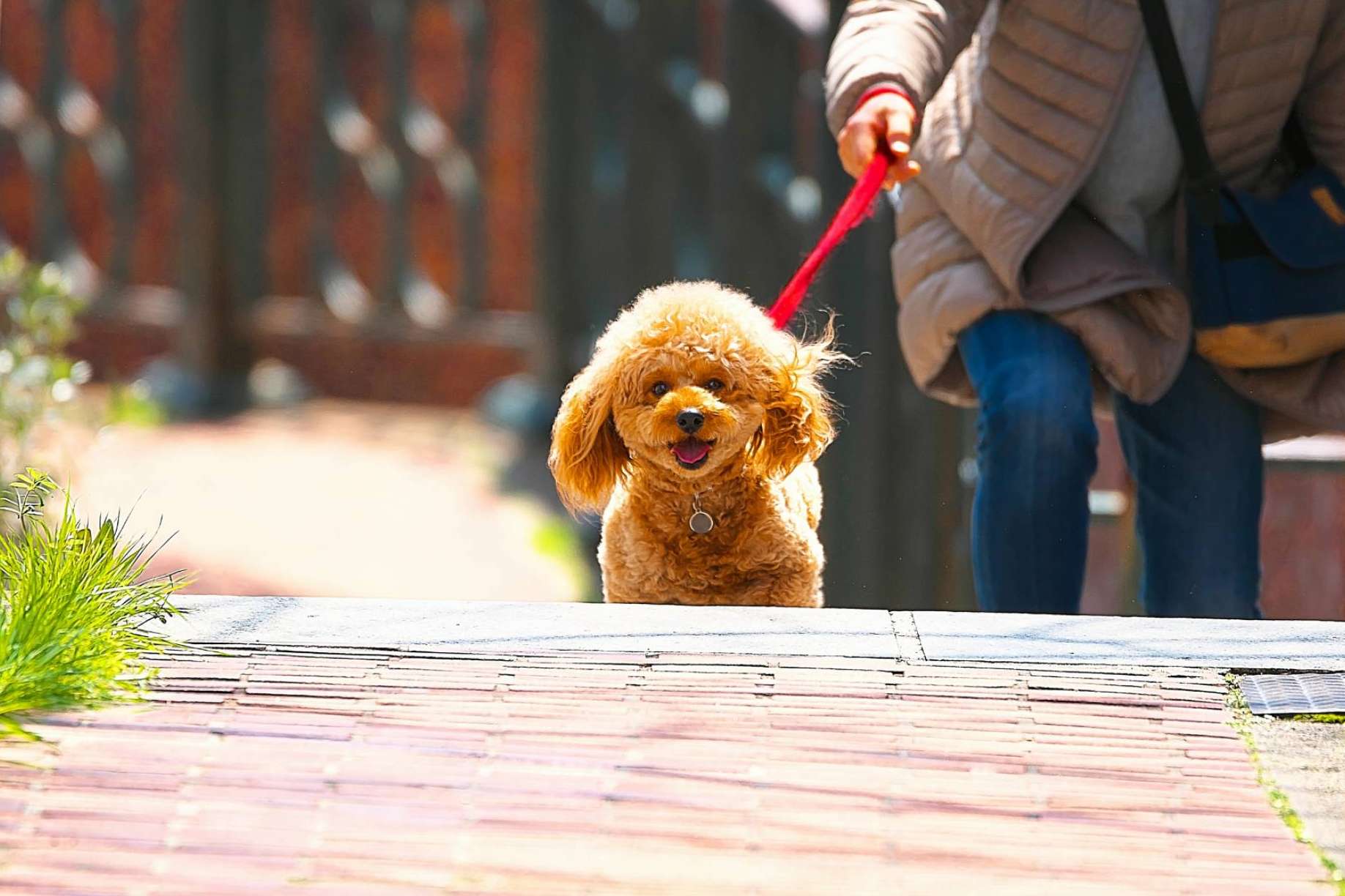 Mascozyme® Urban Cleaner, la solución a la contaminación ambiental por excrementos y orines de perros y gatos
