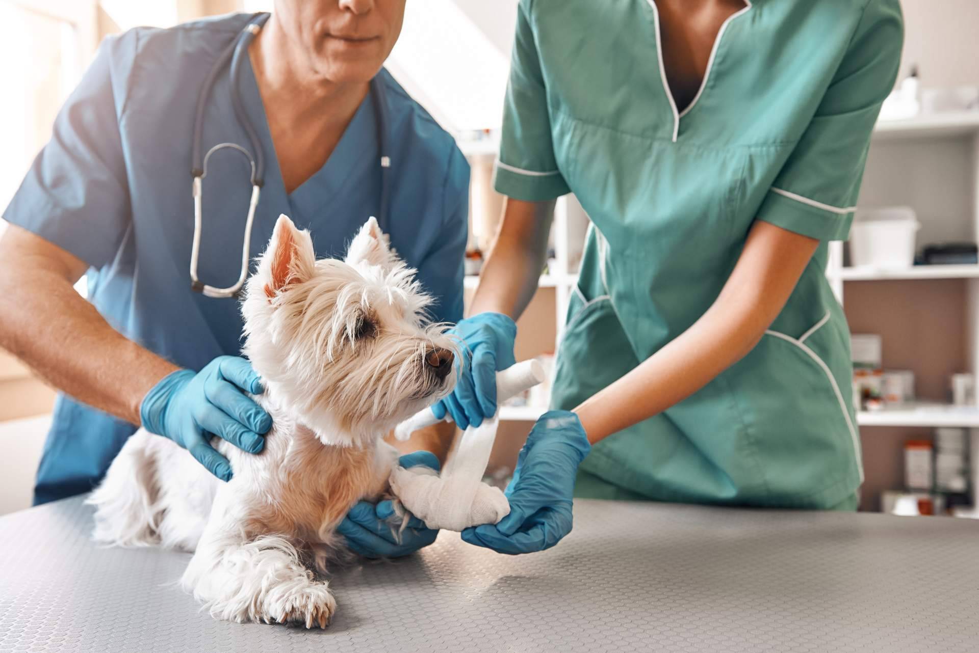 ¿Cómo elegir la tipología de curso de auxiliar de veterinario?, por VetFormación