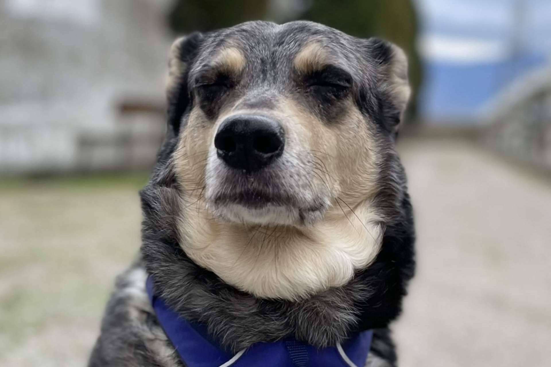 ¿Cuál es la importancia de las emociones en los perros?