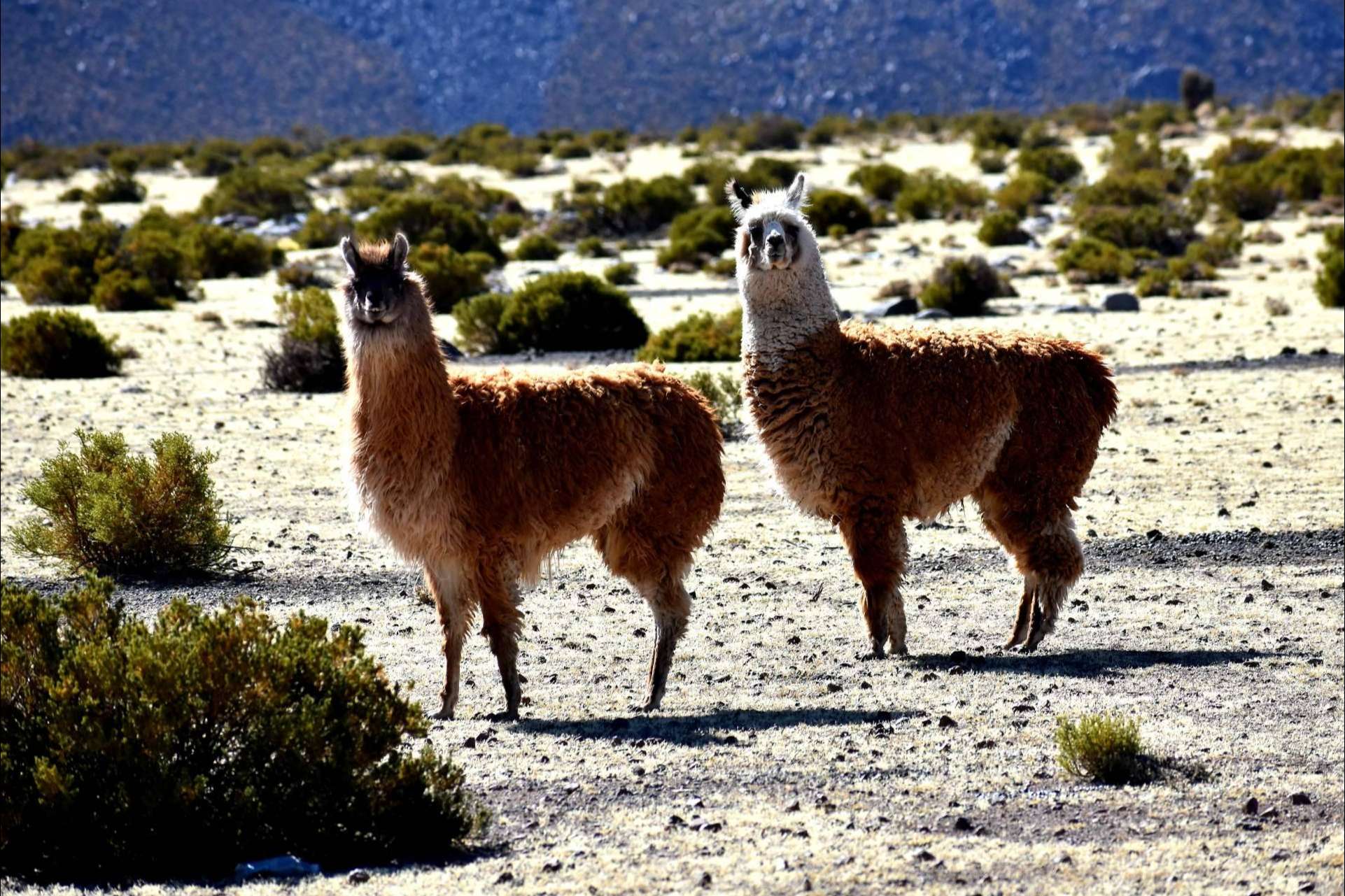 Mayuru Tour permite descubrir los rincones más impresionantes de Chile