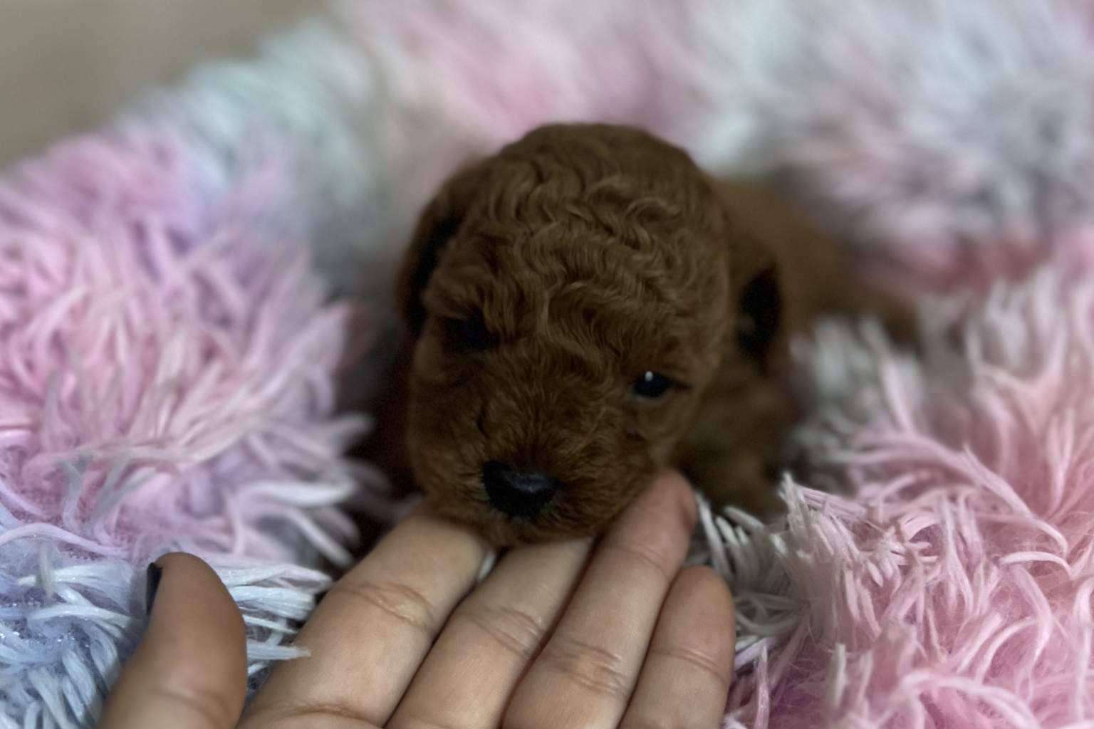 Perros caniches toy en Los Luceros de Vandalia