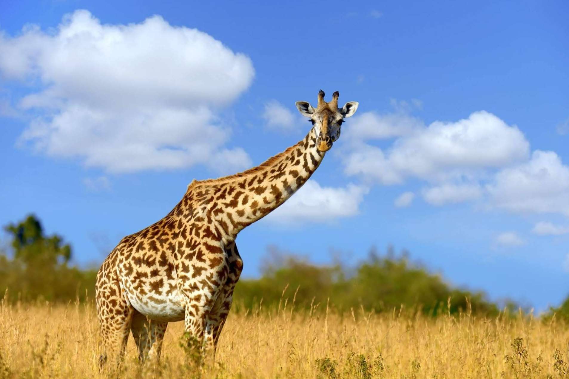 Metapark ZOO es el proyecto de realidad aumentada de la empresa Lucatia