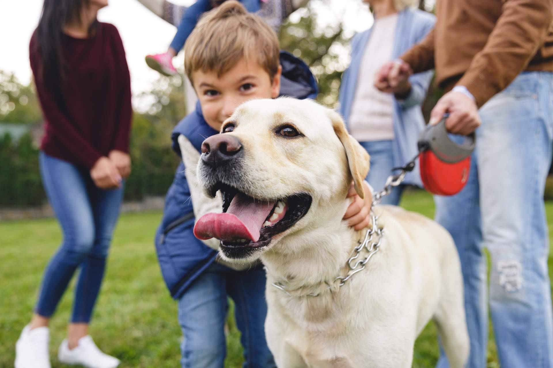 Adoptar perros en Valencia de forma segura y responsable