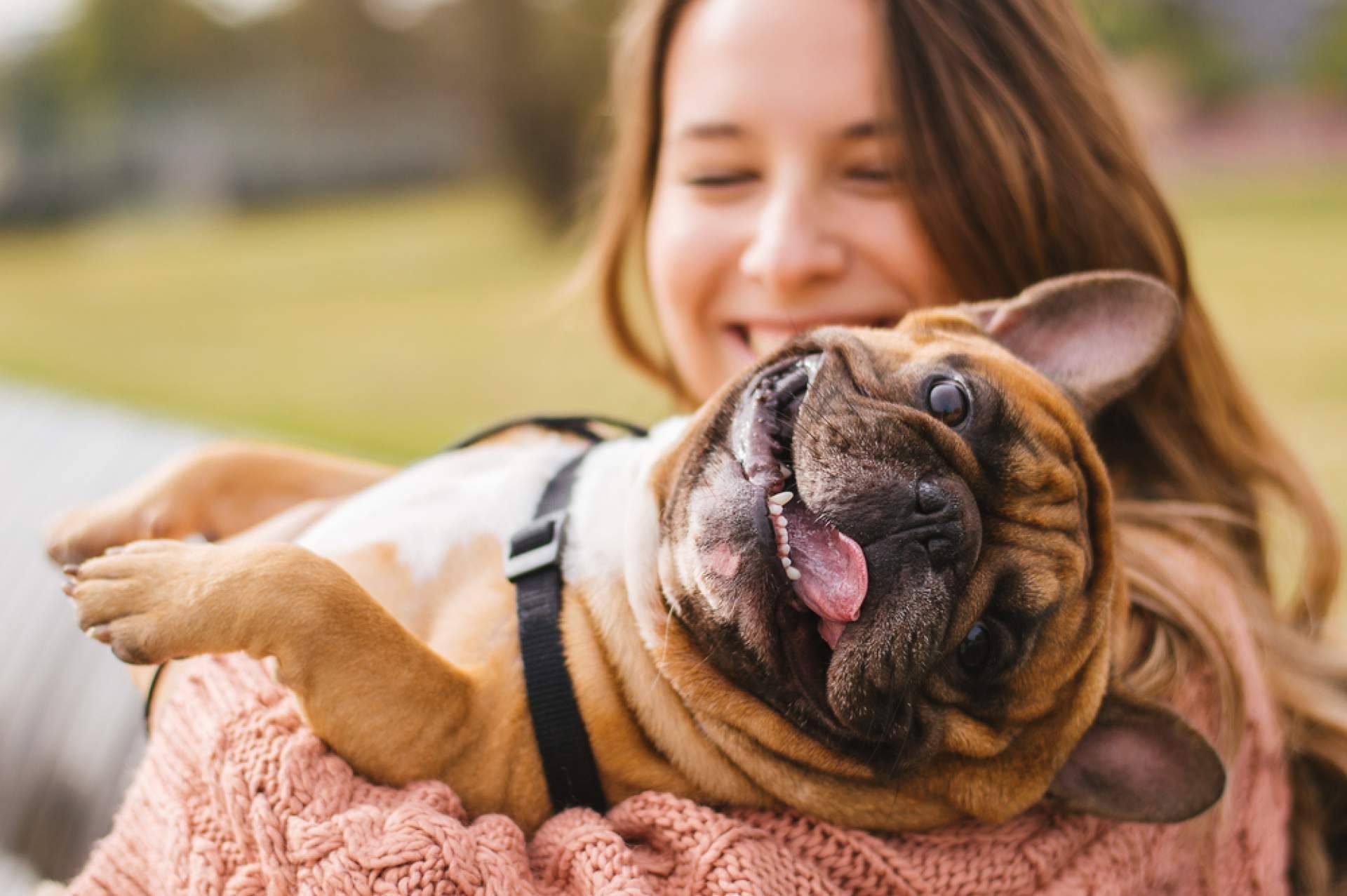 Testamento y animales, ¿cómo protegerles tras el fallecimiento?