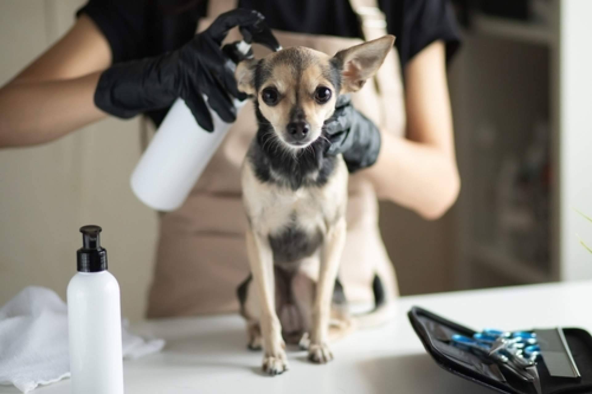 4Huellas es el distribuidor de Yuup!, la marca de productos de cosmética para peluquerías caninas