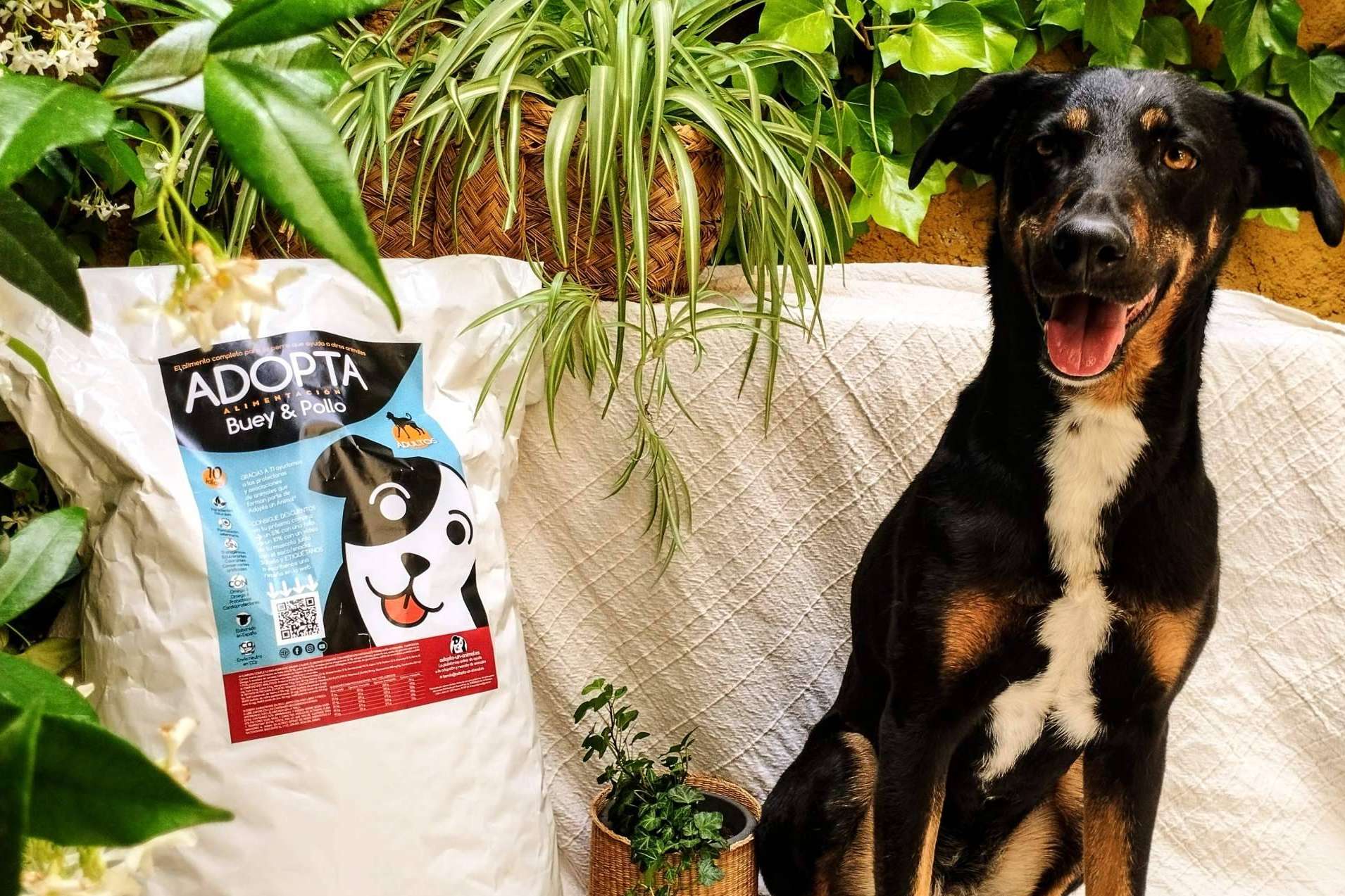Pienso light de mantenimiento para perros adultos. El alimento que cada perro necesita