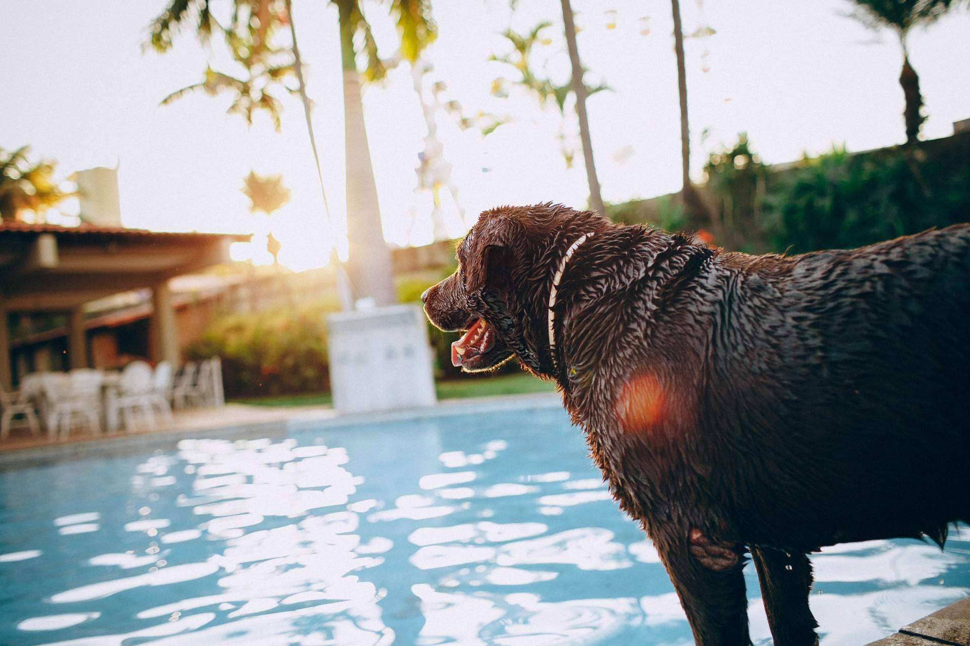 ADOPTA dispone de un buscador pet friendly para encontrar lugares para disfrutar con un perro