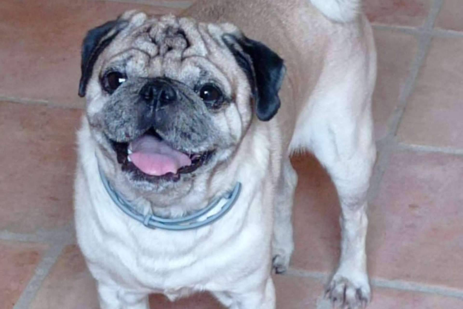 PERROBUENO, una guardería ideal para perros en Madrid