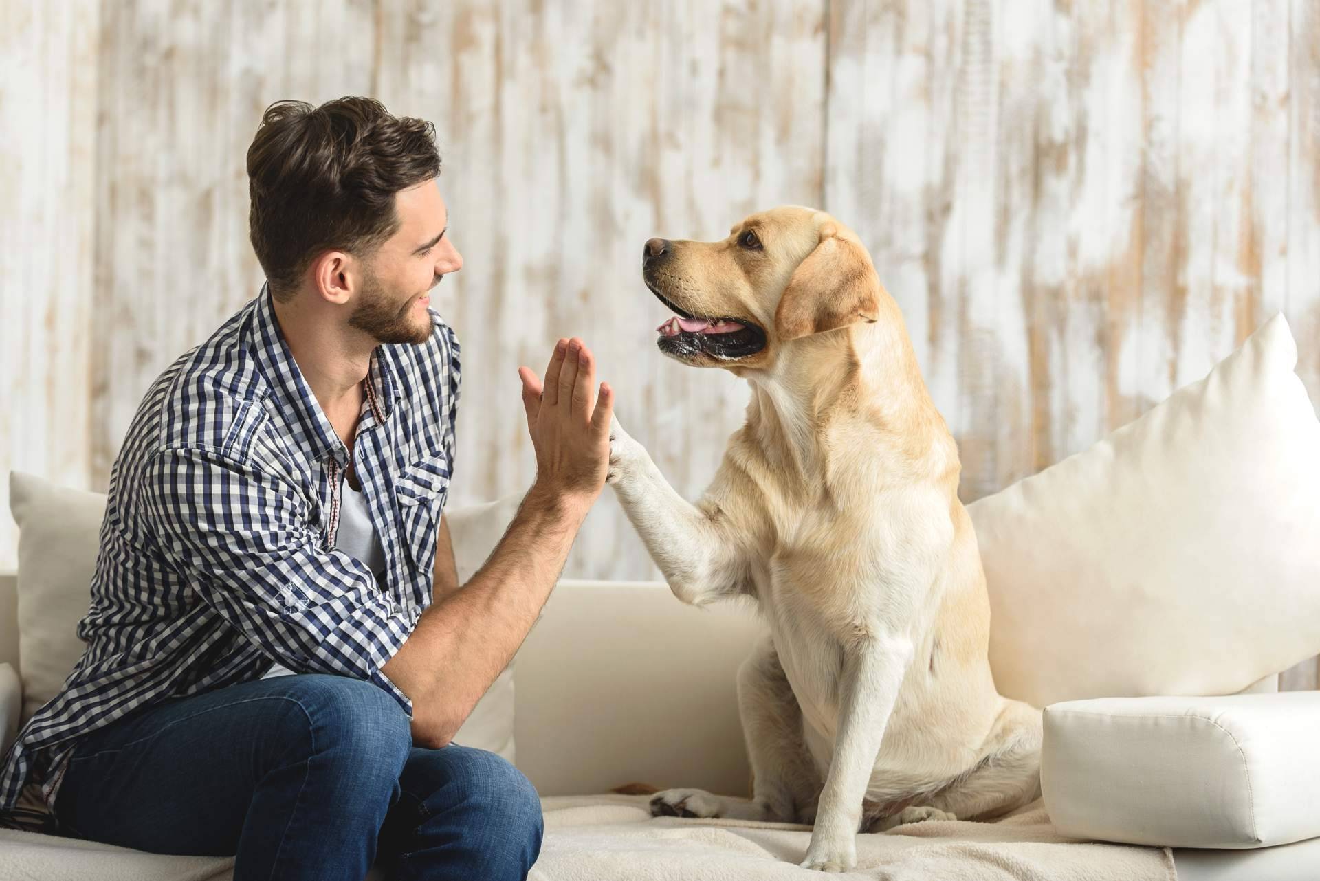 ¿Cómo convertir la pasión en un negocio? Becas de emprendimiento El Perro Feliz