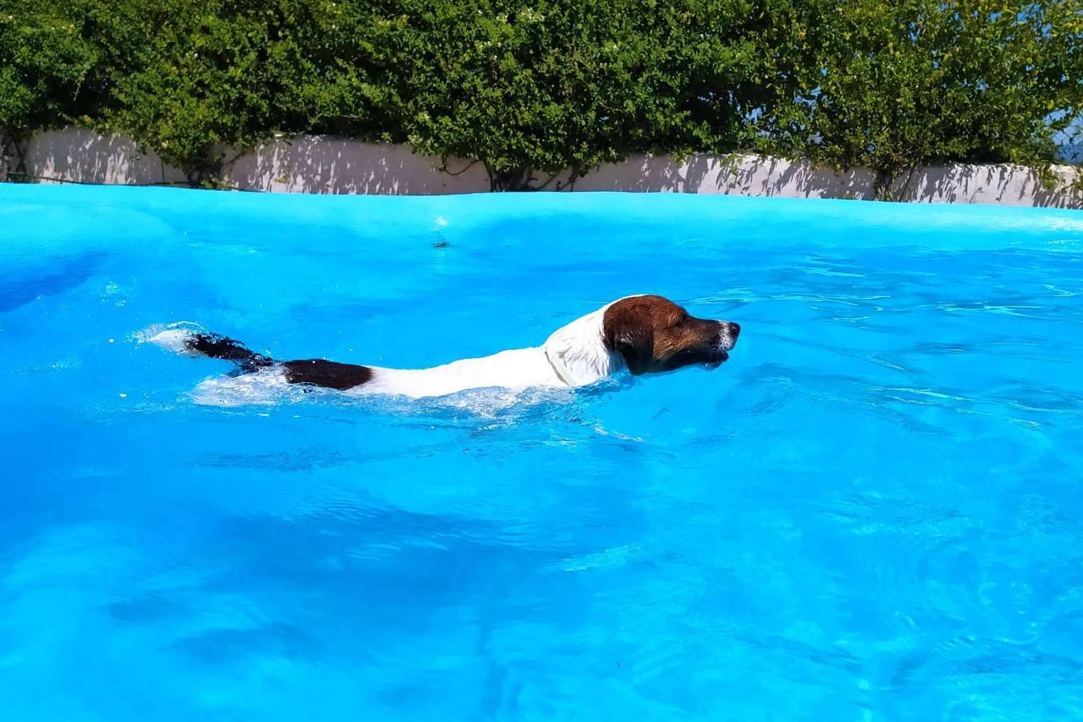 Lujoso hotel residencia canina con piscina en Madrid