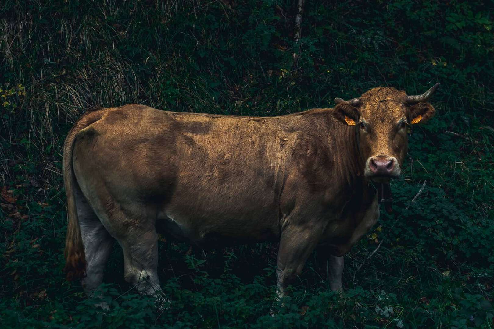Probar el txuletón de la vaca vieja y gorda, con Txogitxu