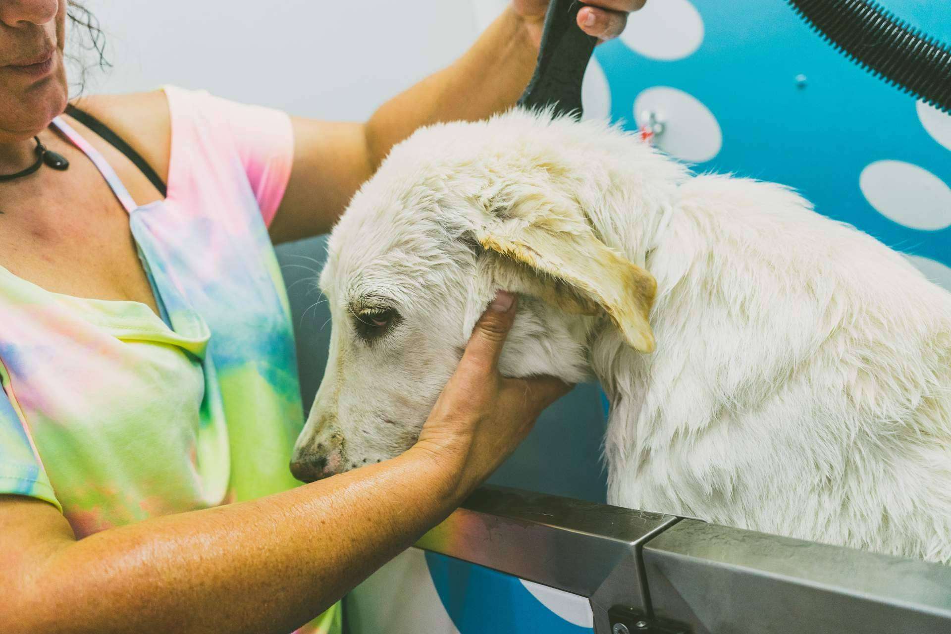 Los distintos servicios de Chapoteando impulsan el bienestar y cuidado mascotas en España