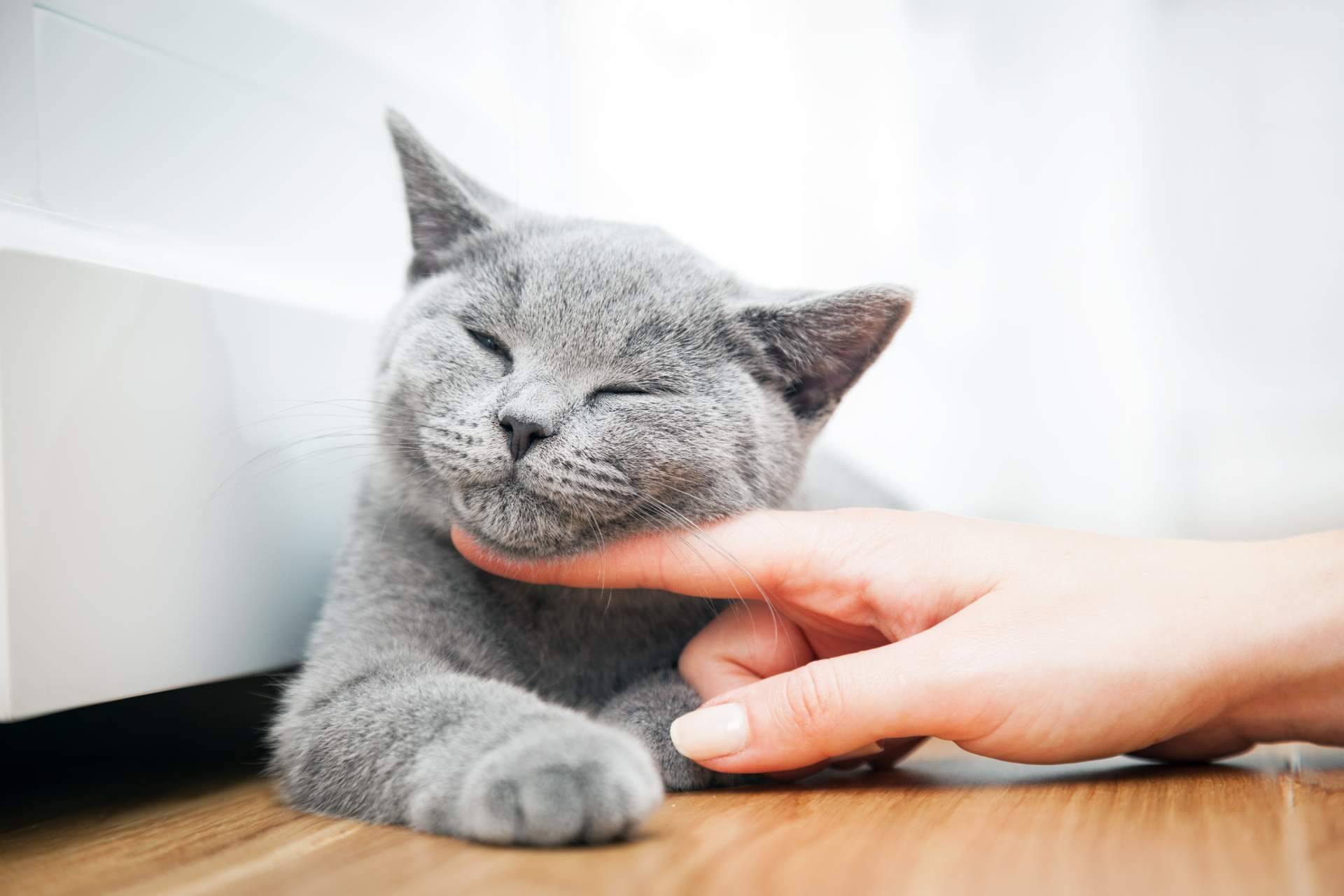 Canxana, cuidado integral de la alimentación del gato