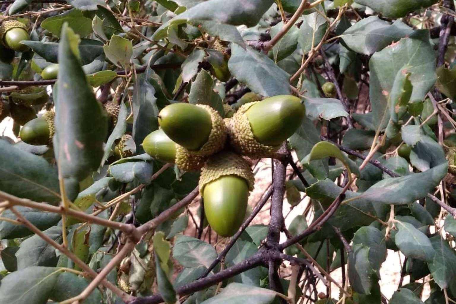 Finca Roncales, calidad garantizada en todos sus productos ibéricos